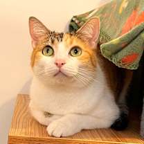 Thumbnail photo of MUNCHIE #2