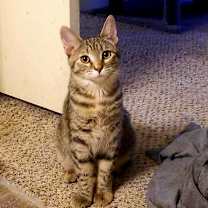 Thumbnail photo of Georgie #1