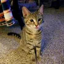 Thumbnail photo of Georgie #2