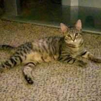 Thumbnail photo of Georgie #3
