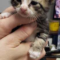 Thumbnail photo of Fred #2