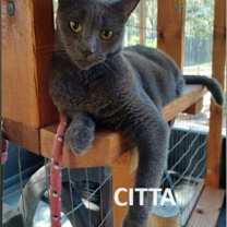 Thumbnail photo of Bodhi & Citta (PAIR) #3