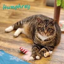 Thumbnail photo of Humphrey #1