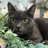 Thumbnail photo of Josephine #1
