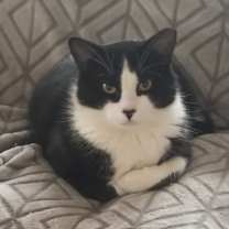 Thumbnail photo of Fig #1