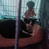 Thumbnail photo of Fig #2
