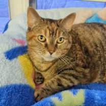 Thumbnail photo of Bella #1