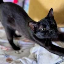 Thumbnail photo of London (and Deuce) #3