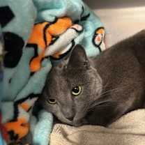Thumbnail photo of Ozzy #3