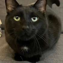 Thumbnail photo of Marcel #2