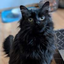 Thumbnail photo of Whisper #1