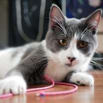 Thumbnail photo of Socks #1