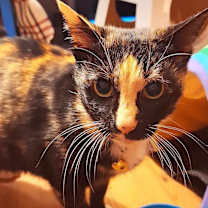 Thumbnail photo of Junie B #2