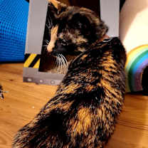 Thumbnail photo of Junie B #3