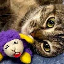 Thumbnail photo of LOVEY DOVEY LUNA #3