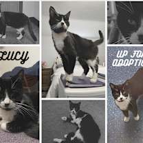 Thumbnail photo of Lucy #4