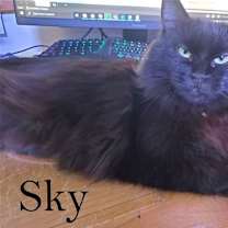 Thumbnail photo of Sky #1