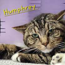 Thumbnail photo of Humphrey #2