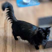 Thumbnail photo of Whisper #3