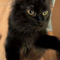 Thumbnail photo of Whisper #4