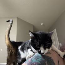 Thumbnail photo of Magpie #2