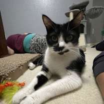 Thumbnail photo of Magpie #3