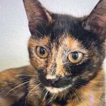 Thumbnail photo of Sparkle #1