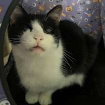 Thumbnail photo of LOUIE - ANGELO #2