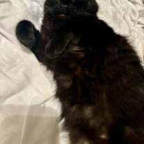 Thumbnail photo of Jammy #1
