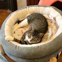 Thumbnail photo of Holly Berry (I'm in foster care!) #2