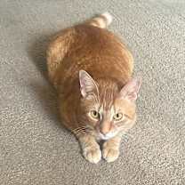 Thumbnail photo of Ginger Ale #2