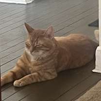 Thumbnail photo of Ginger Ale #3