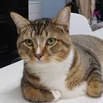 Thumbnail photo of TOBY #1