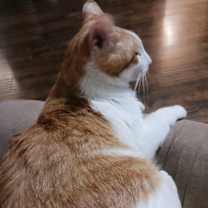 Thumbnail photo of Marty (male) #2