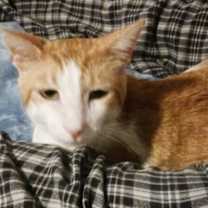 Thumbnail photo of Marty (male) #4