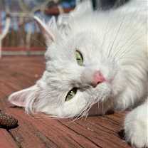 Thumbnail photo of ARTIE (COURTESY POST) #1