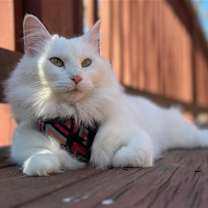 Thumbnail photo of ARTIE (COURTESY POST) #2