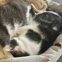 Thumbnail photo of Kelso #3