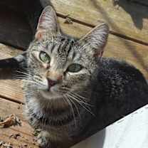 Thumbnail photo of Noble #2