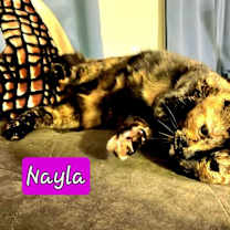 Thumbnail photo of Nyla #1