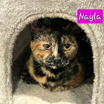 Thumbnail photo of Nyla #2