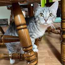 Thumbnail photo of Minnie #1