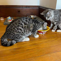Thumbnail photo of Minnie #2