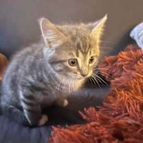 Thumbnail photo of Minnie #3