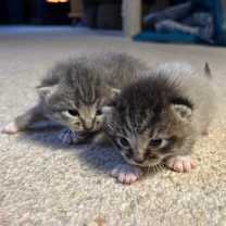 Thumbnail photo of Minnie #4