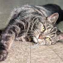 Thumbnail photo of Beebz #2