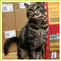 Thumbnail photo of Beebz #4