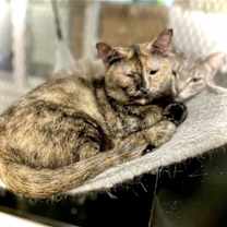 Thumbnail photo of Tori #4