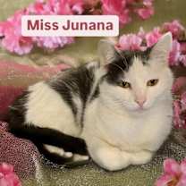 Thumbnail photo of Miss Junana at Martinez Pet Food Express  April 26 #1