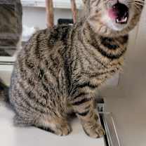 Thumbnail photo of Stevie #4
